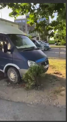 Не губите деревья!