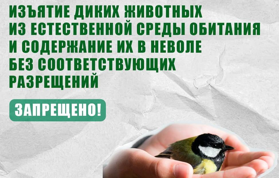 Минприроды РД напоминает об ответственности за изъятие диких животных из естественной среды обитания