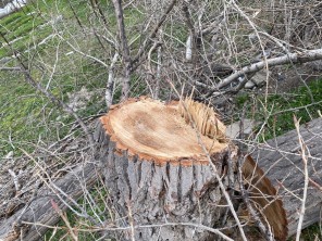 Специалистами Минприроды РД приняты меры реагирования на обращения граждан на горячую линию ведомства