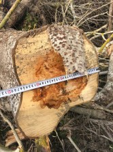 Факты незаконной вырубки зеленых насаждений выявлены в Кизлярском и Бабаюртовском районах