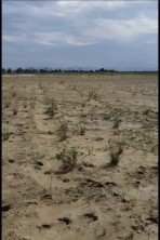 Рекультивация земель проводится в прибрежной полосе Каспийского моря