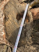 Факты незаконной вырубки зеленых насаждений выявлены в Кизлярском и Бабаюртовском районах