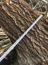 Факты незаконной вырубки зеленых насаждений выявлены в Кизлярском и Бабаюртовском районах