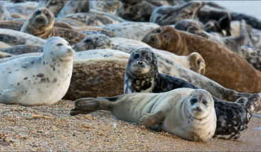 Комментарий Минприроды РД по фактам гибели каспийского тюленя на дагестанском побережье Каспийского моря