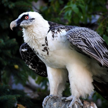 1 апреля - Международный день птиц