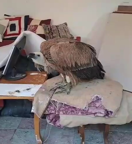 Сотрудники Минприроды РД спасли белоголового сипа