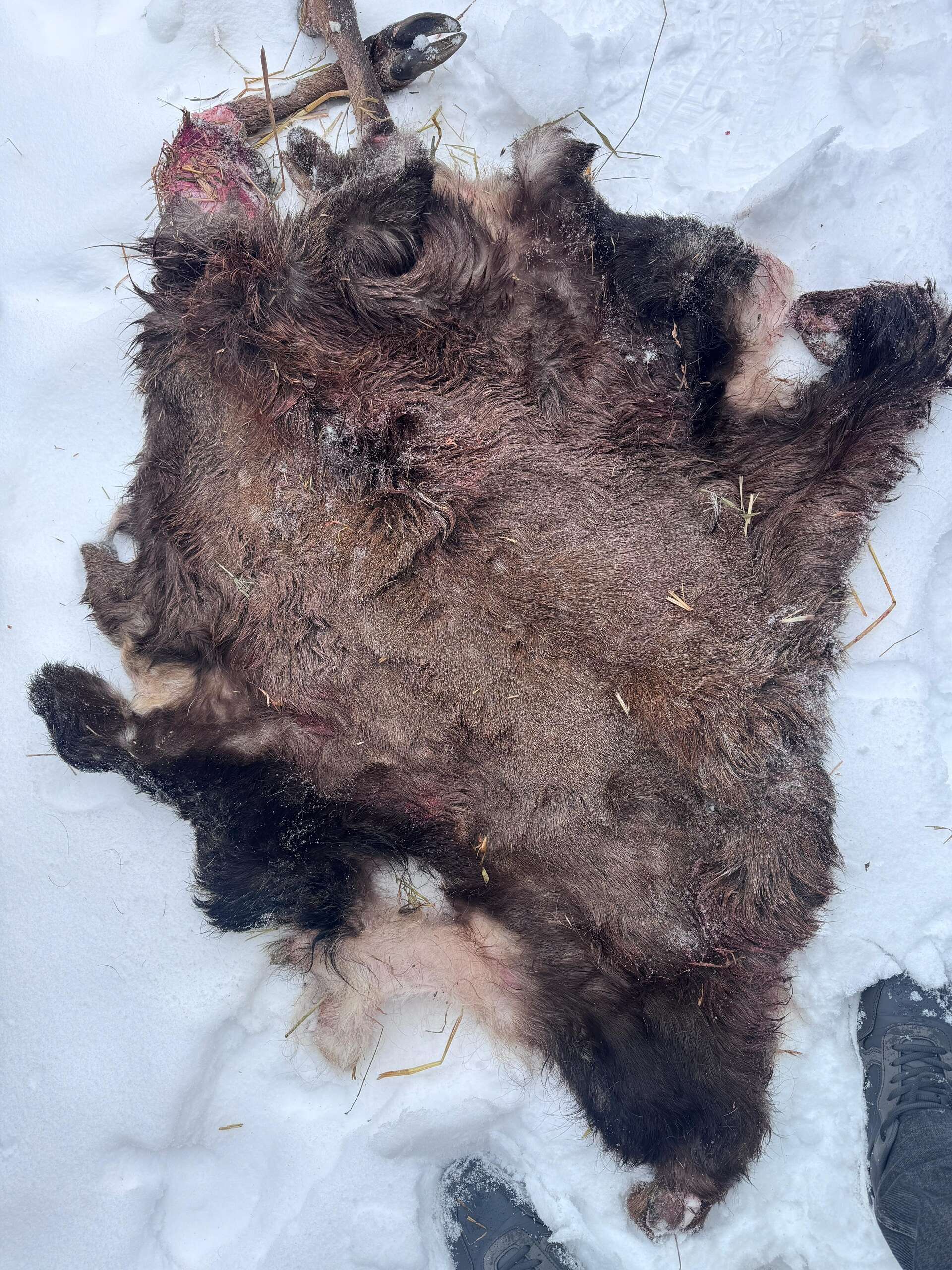 В Хасавюртовском районе выявлен факт отстрела оленя