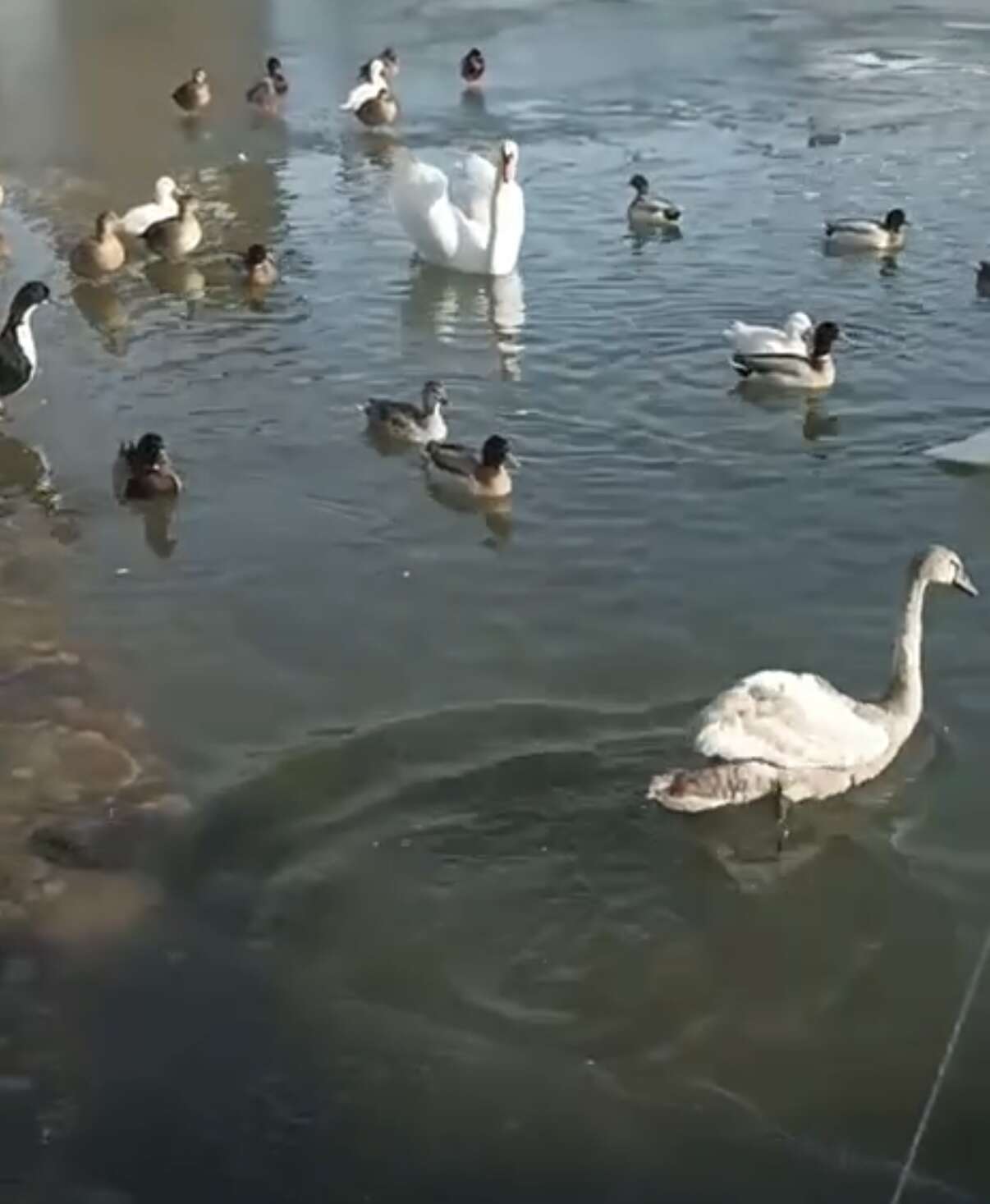 Минприроды РД спасло истощенного лебедя на территории Янгиюртовского заказника