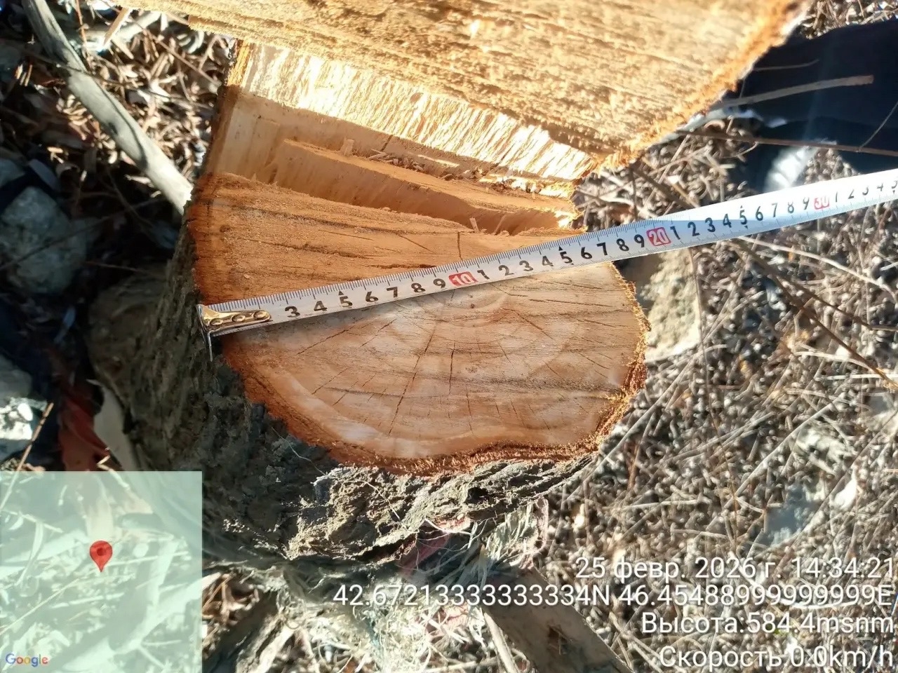 Незаконная вырубка деревьев в Ботлихском районе: выявлены нарушения