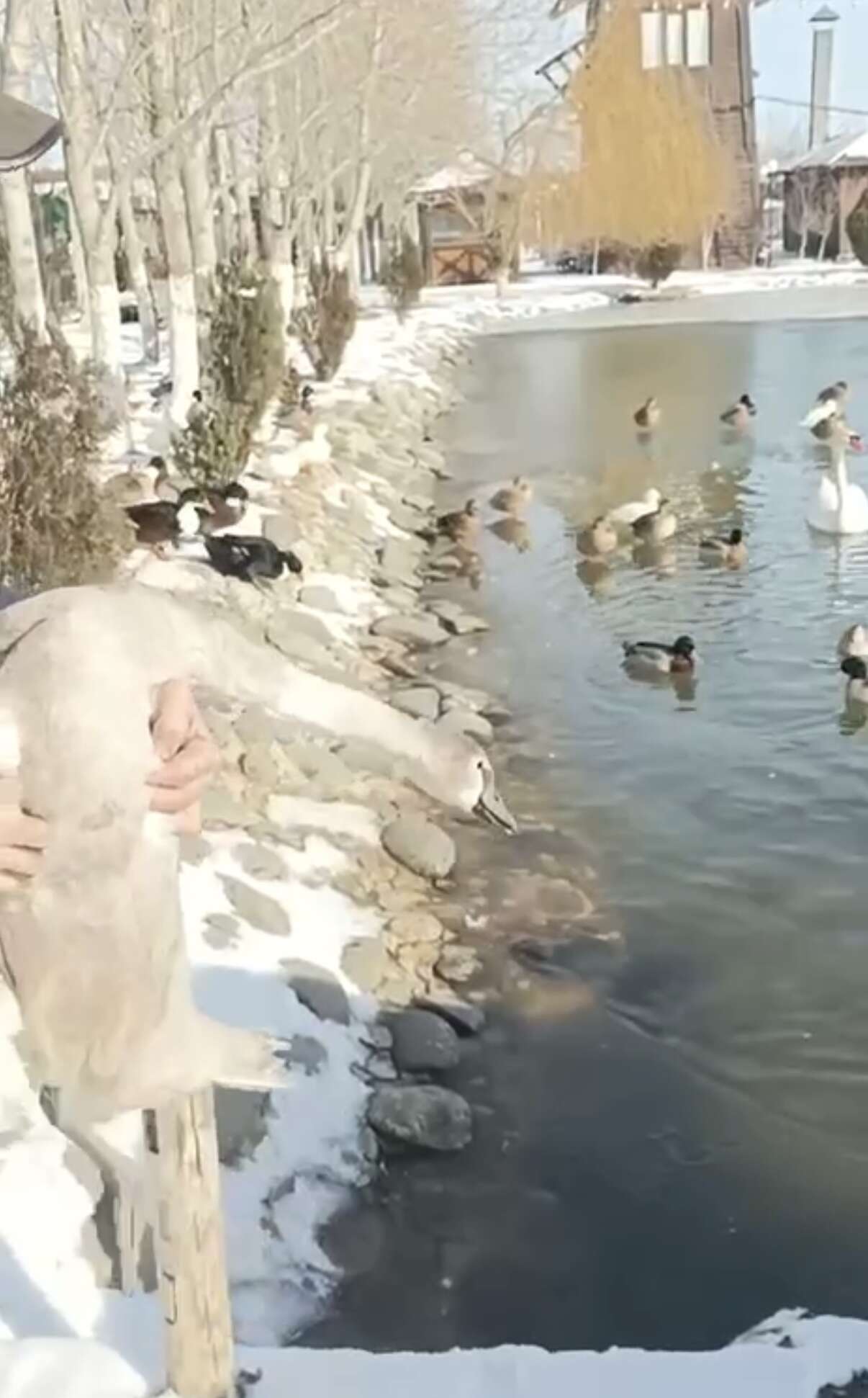 Минприроды РД спасло истощенного лебедя на территории Янгиюртовского заказника