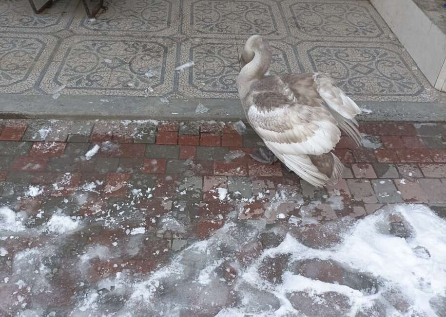 Минприроды РД спасло истощенного лебедя на территории Янгиюртовского заказника